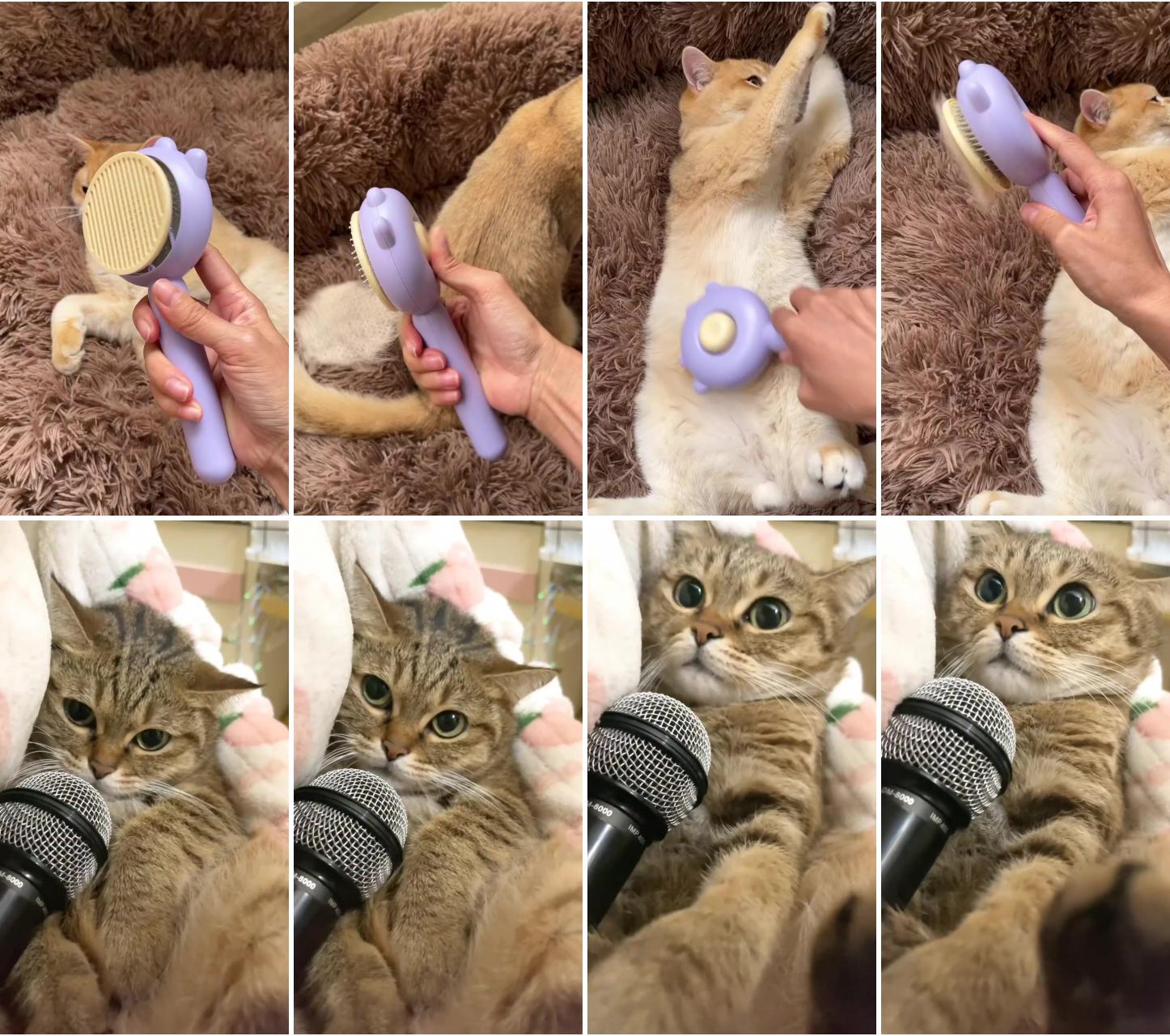 The cat brush; the singing cat