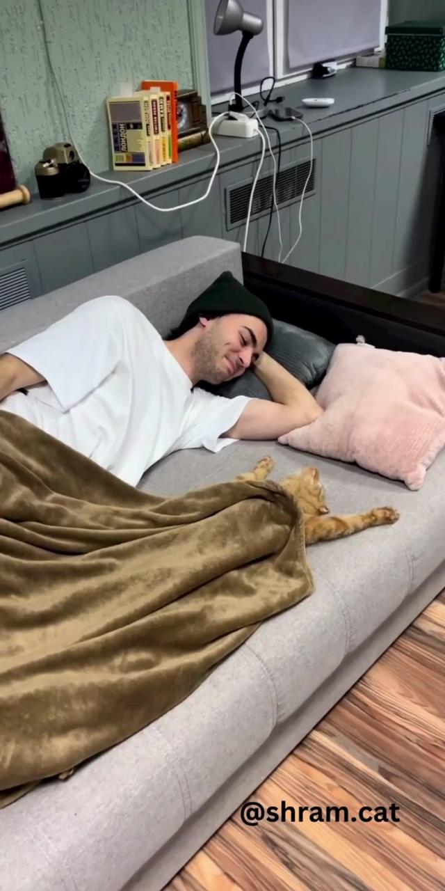 The cat is resting; cute cat gif