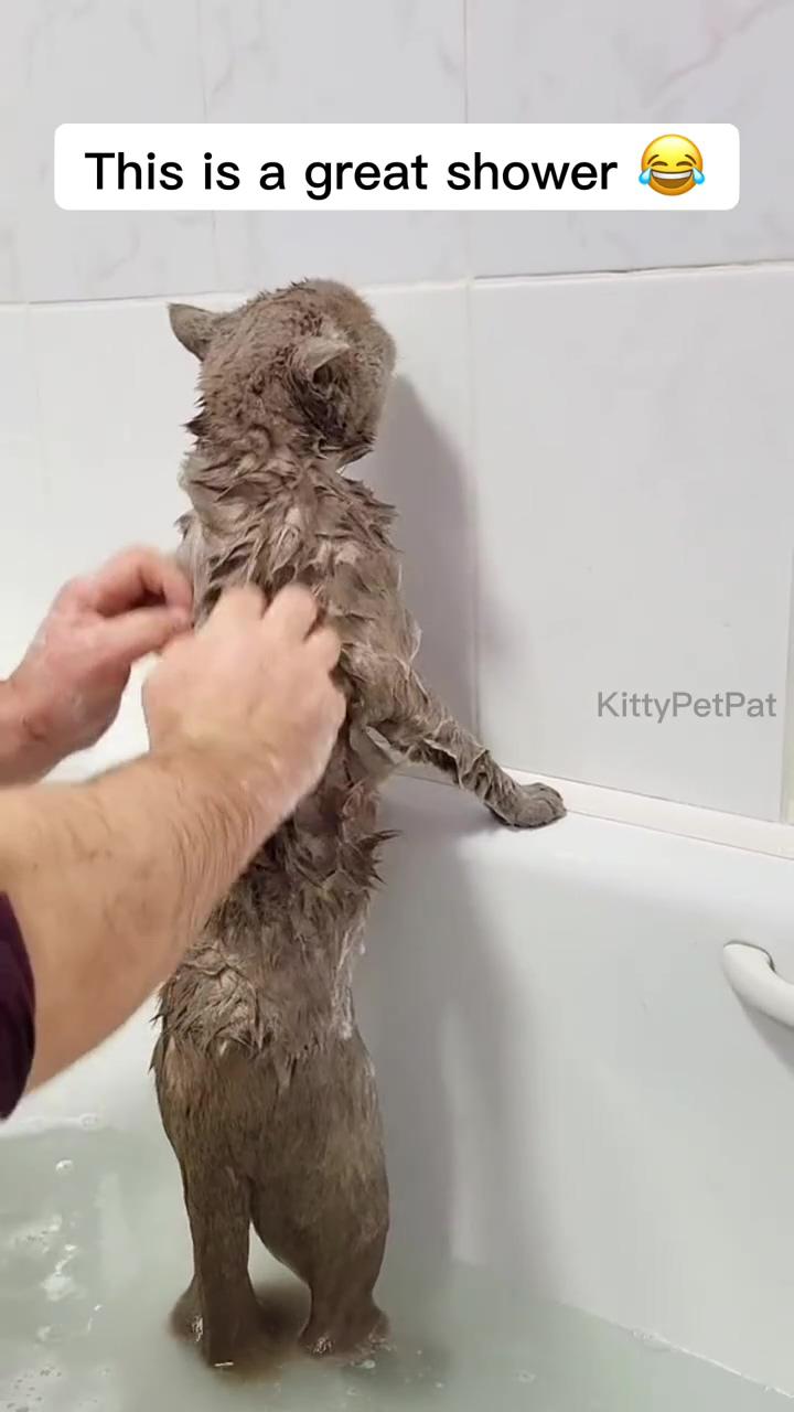 This is a great shower. #cat#kitten#catlover#meow#pet#catoftheday#kittens#ilovemycat; cute gif