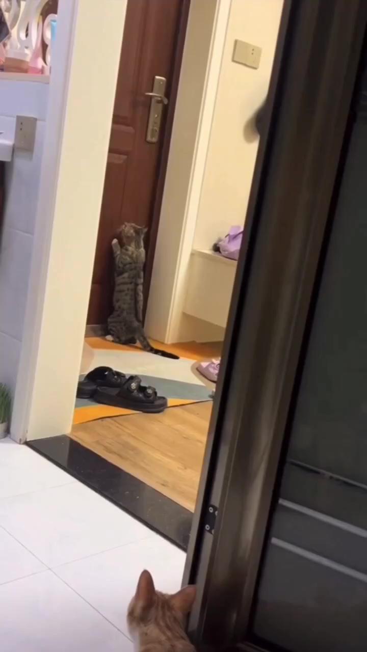 To much smart ; teaching funny cat how to open the door  amazing