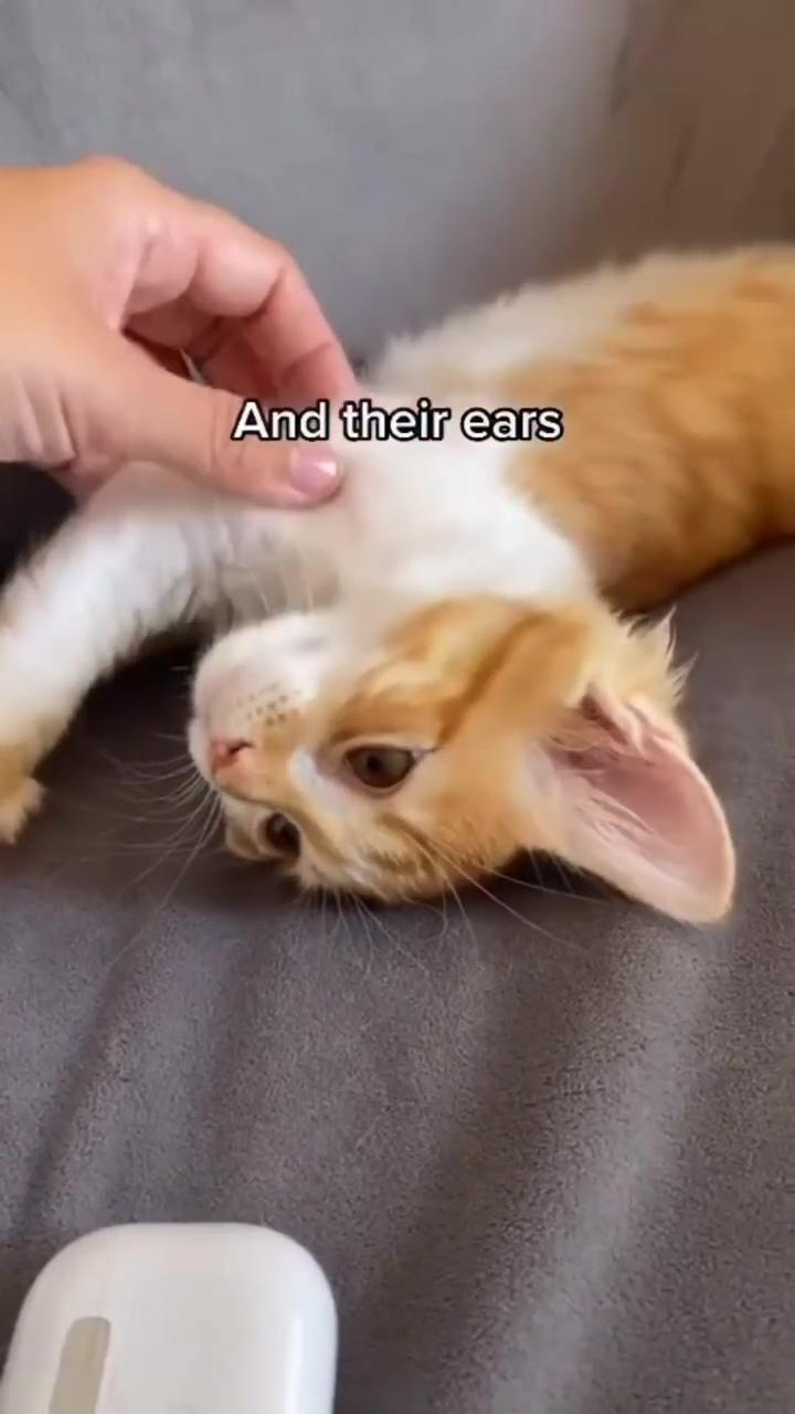 Toe beans; cute baby cats