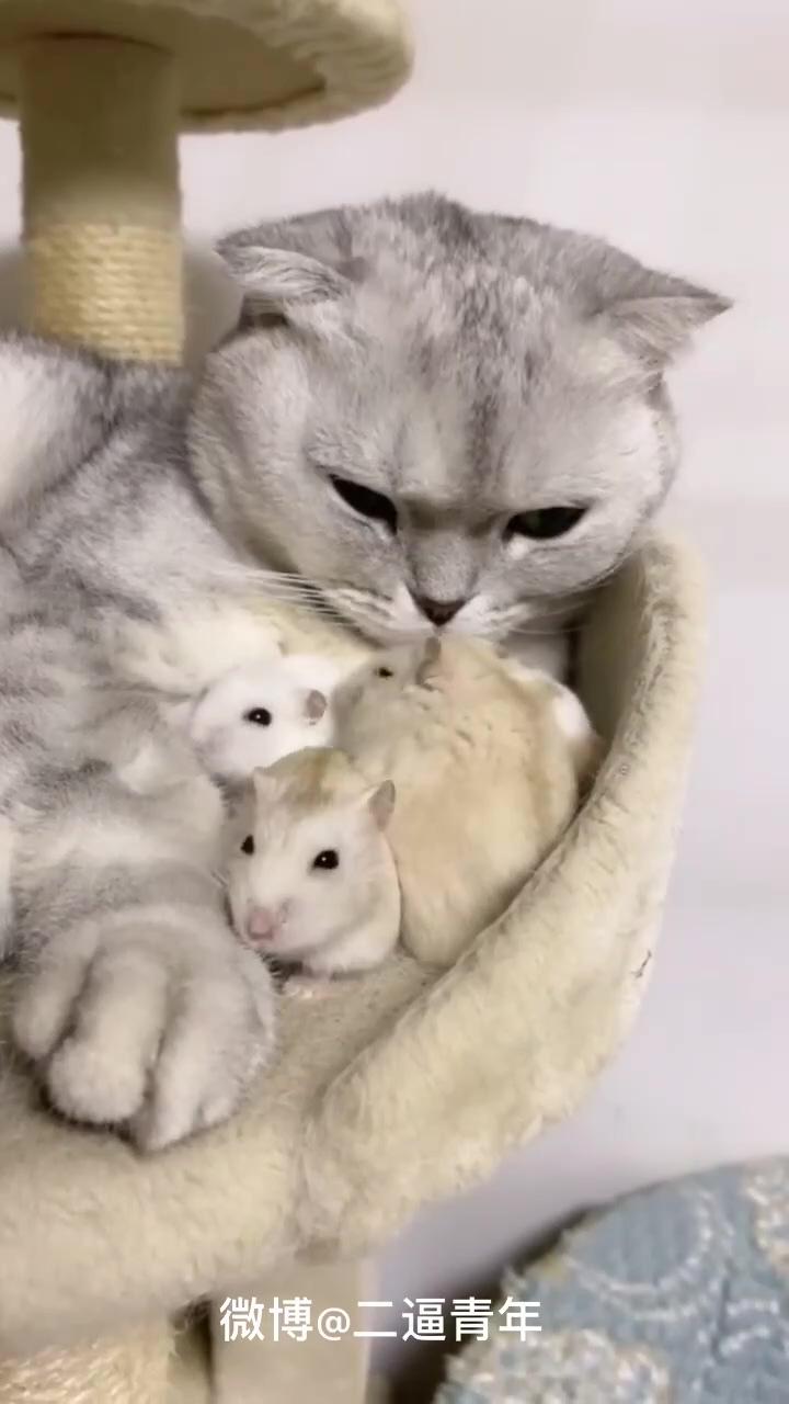 Tom and jerry in reality; adorable cute animals