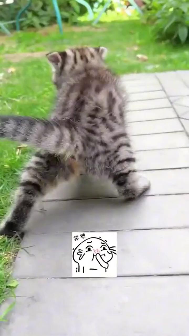 Too funny cat; videos funny cats