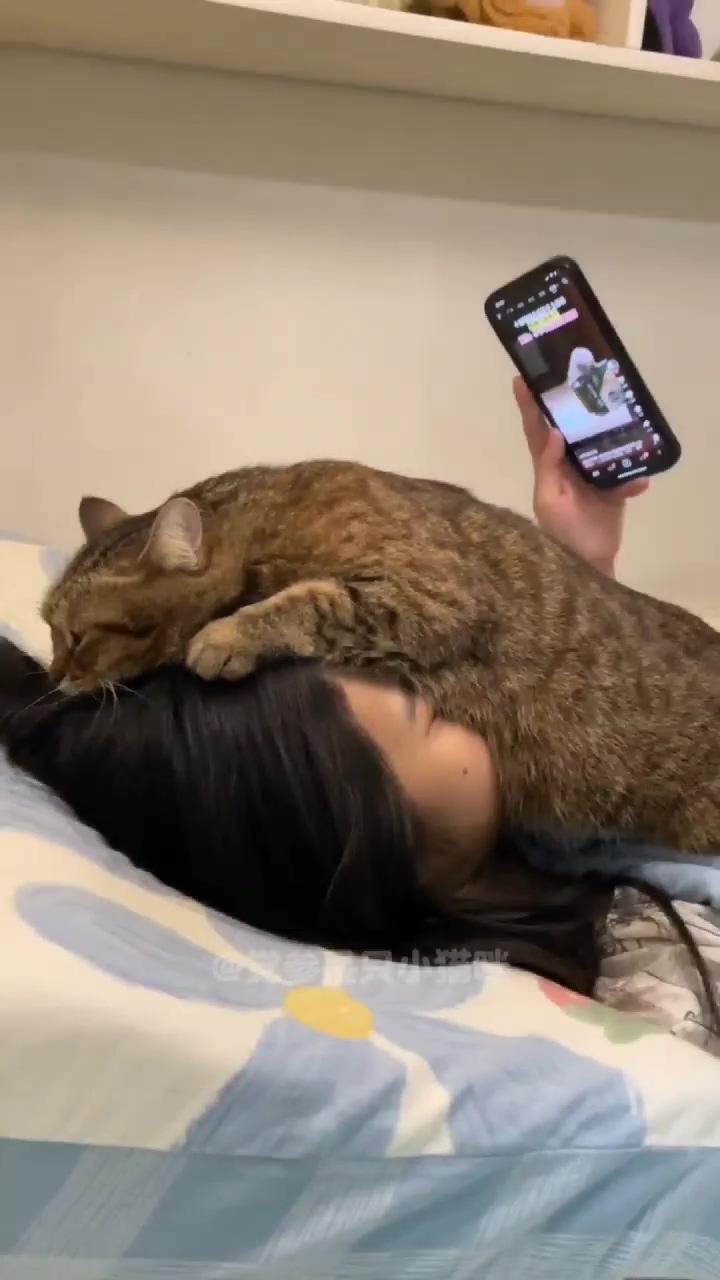 Turn off your smartphone, it's time to sleep; funny cute cats