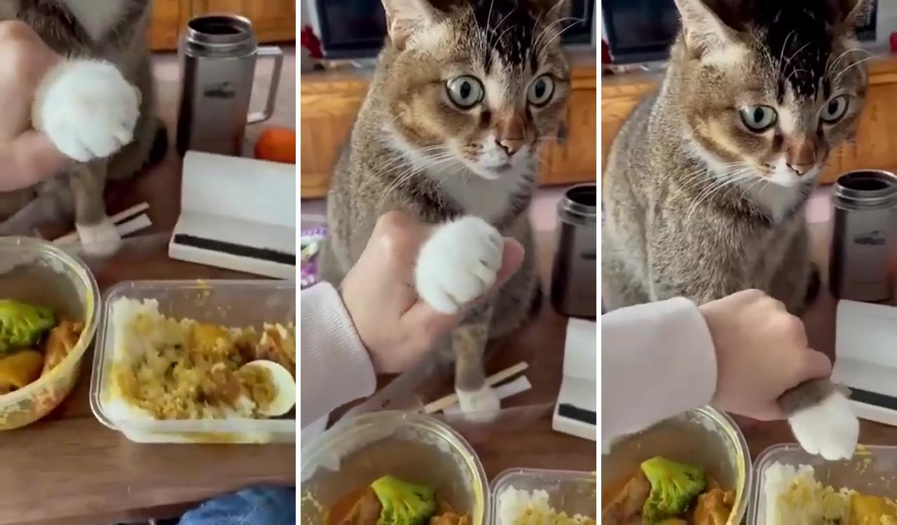 When the kitty reach his paws into the food dish,so embarrassing...; funny cats and dogs