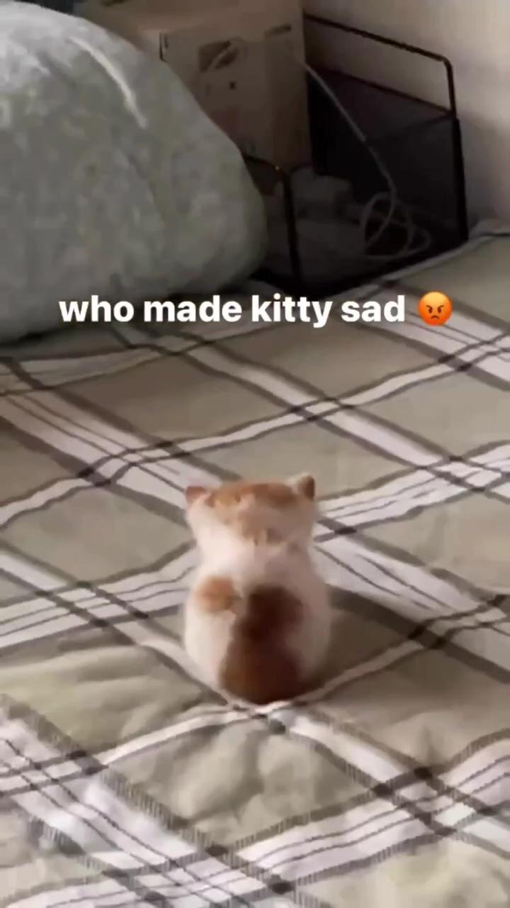 Who did it; cute little kittens