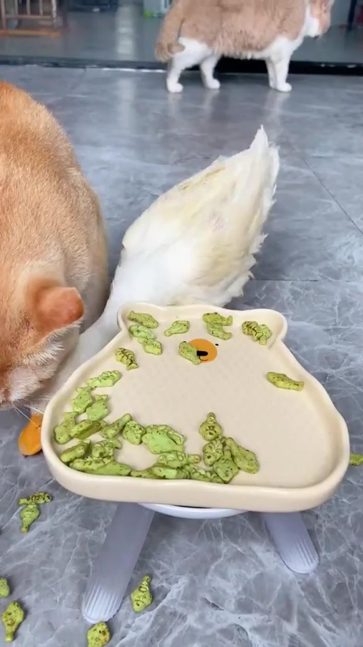 Why do ducks eat cats food #funny #cat #cute #funny #cat #cute #pet#catlovers #pets #animallovers; the funniest cat videos on the internet 
