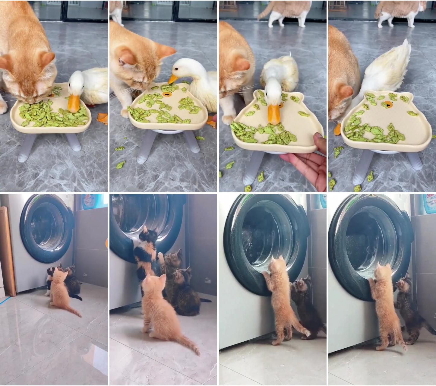 Why do ducks eat cats food #funny #cat #cute #funny #cat #cute #pet#catlovers #pets #animallovers; the funniest cat videos on the internet 