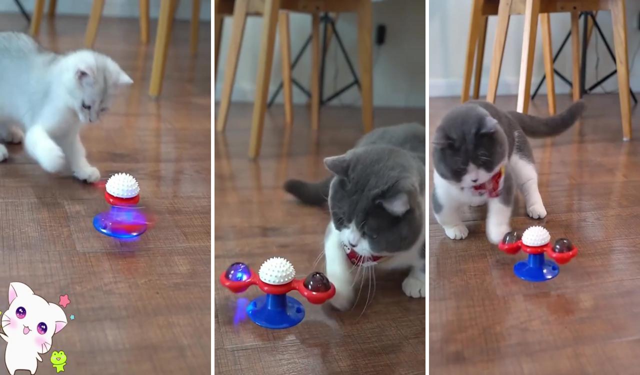 Windmill cat toy; live animals