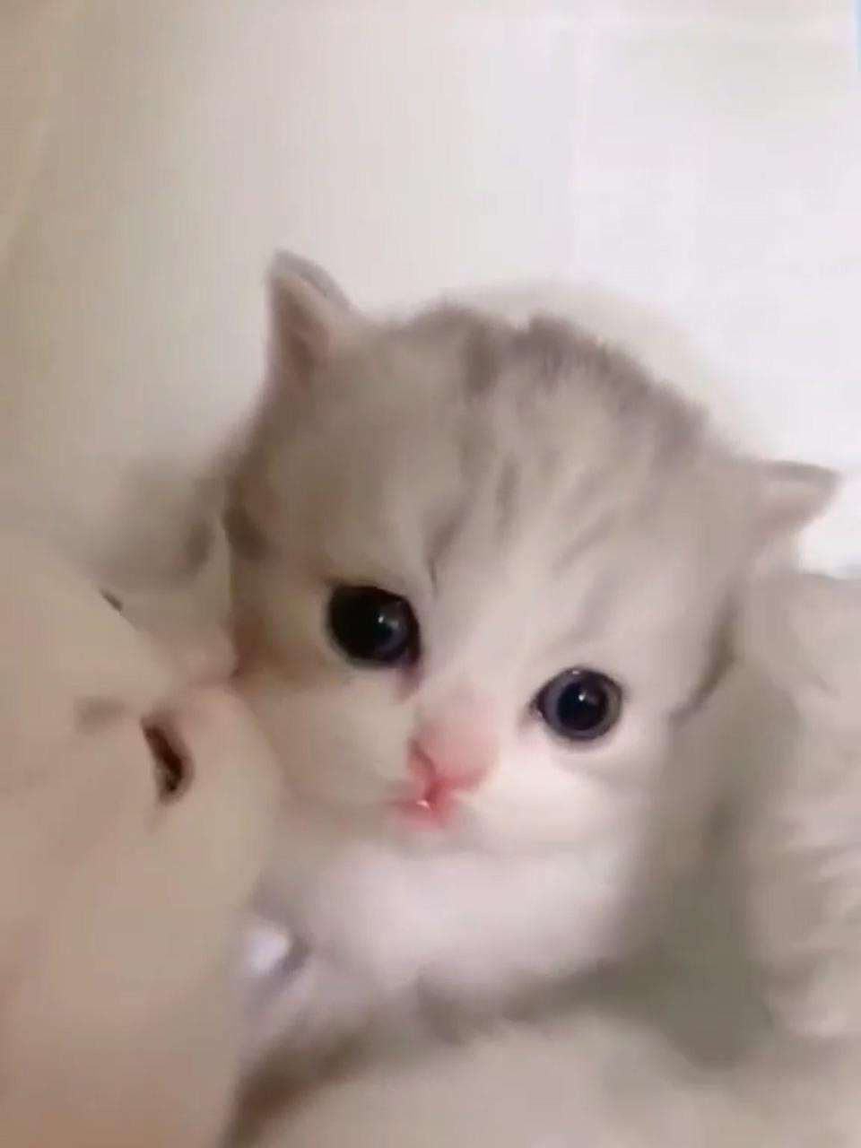 "a cute stupid kitten must be shared with the cutest people of course"; kittens cutest baby