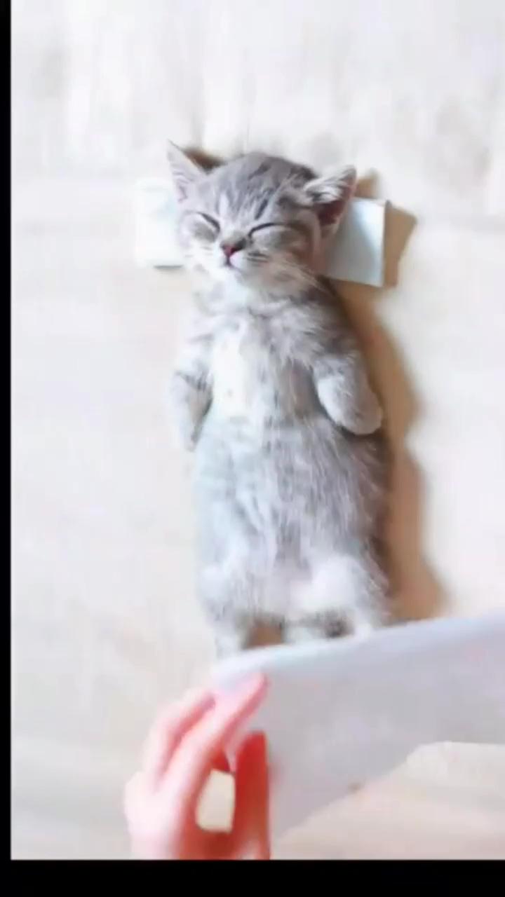 Adorable cat; awww cute kitty