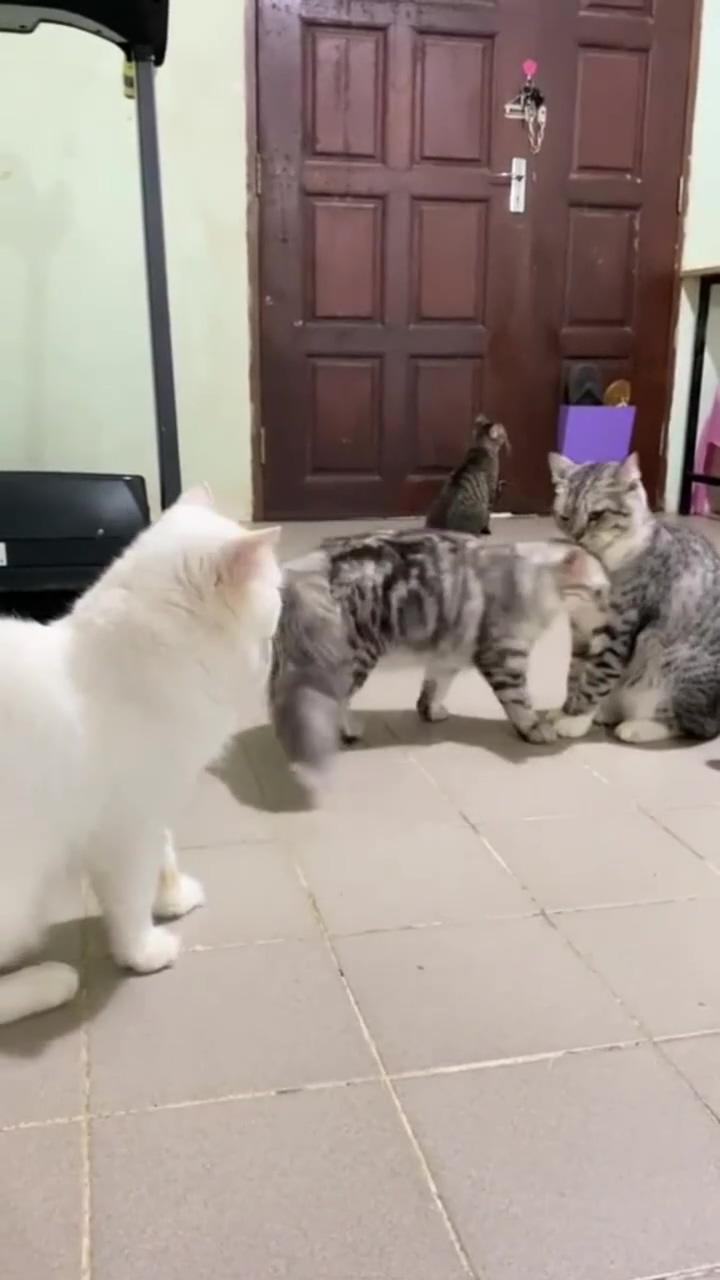 Animals part fights, but humans that knows better take out their phones and record instead; cute cat gif