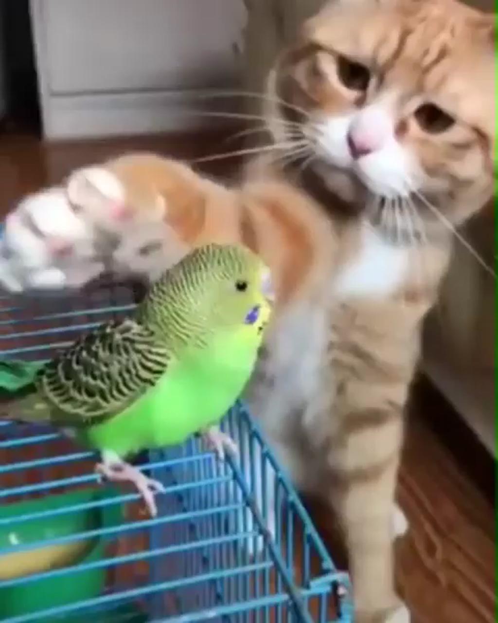 Awwhhh; cute animal videos