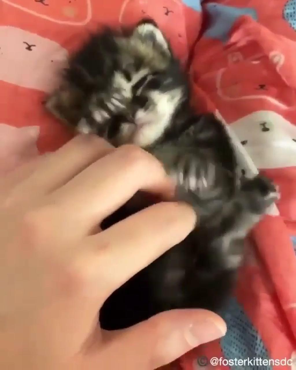 Awwwww sweetie ; cute little kittens