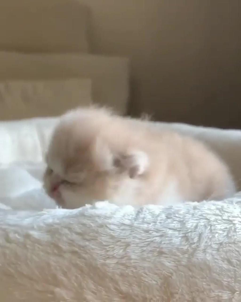 Baby animals; cute little kittens