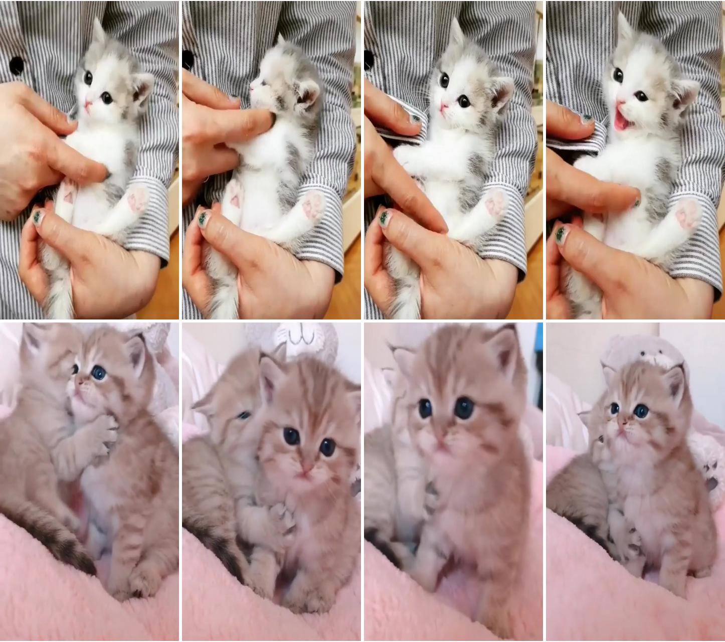 Baby booooooooo; adorable kittens