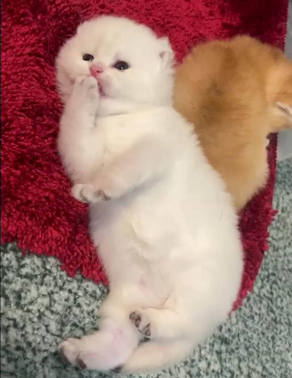 Baby kittens; kittens cutest