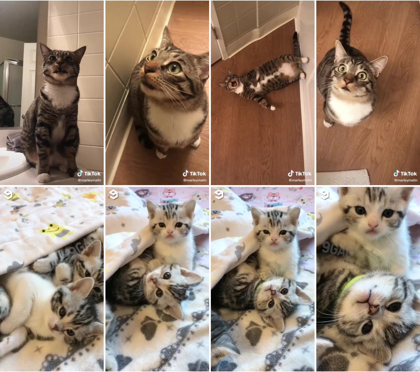 Basically a compilation of meows in the bathroom; my babies