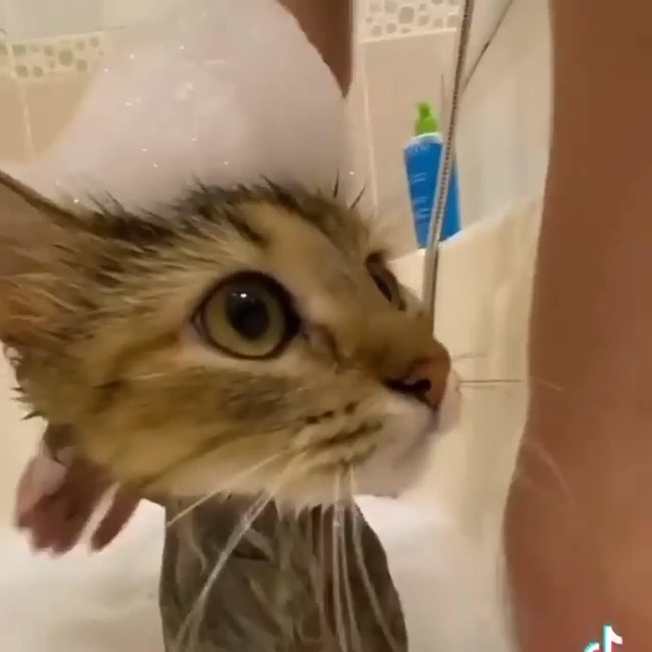 Bath time; baby animals super cute