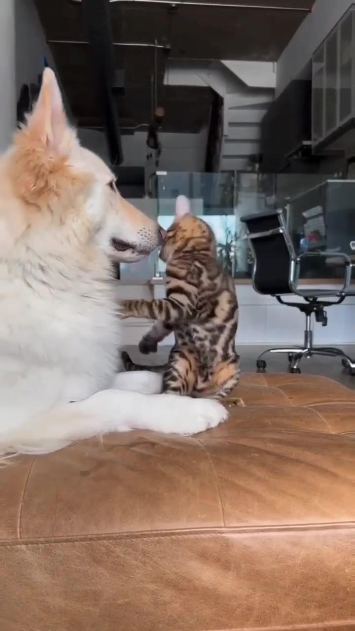 Best friendship ; adorable cute animals