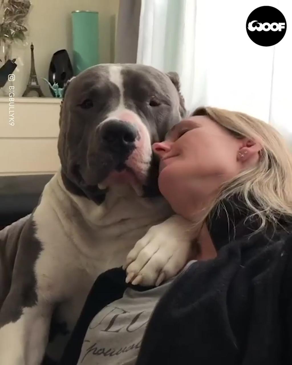 Big boy loves to cuddle with his momma ; pitbull dog breed