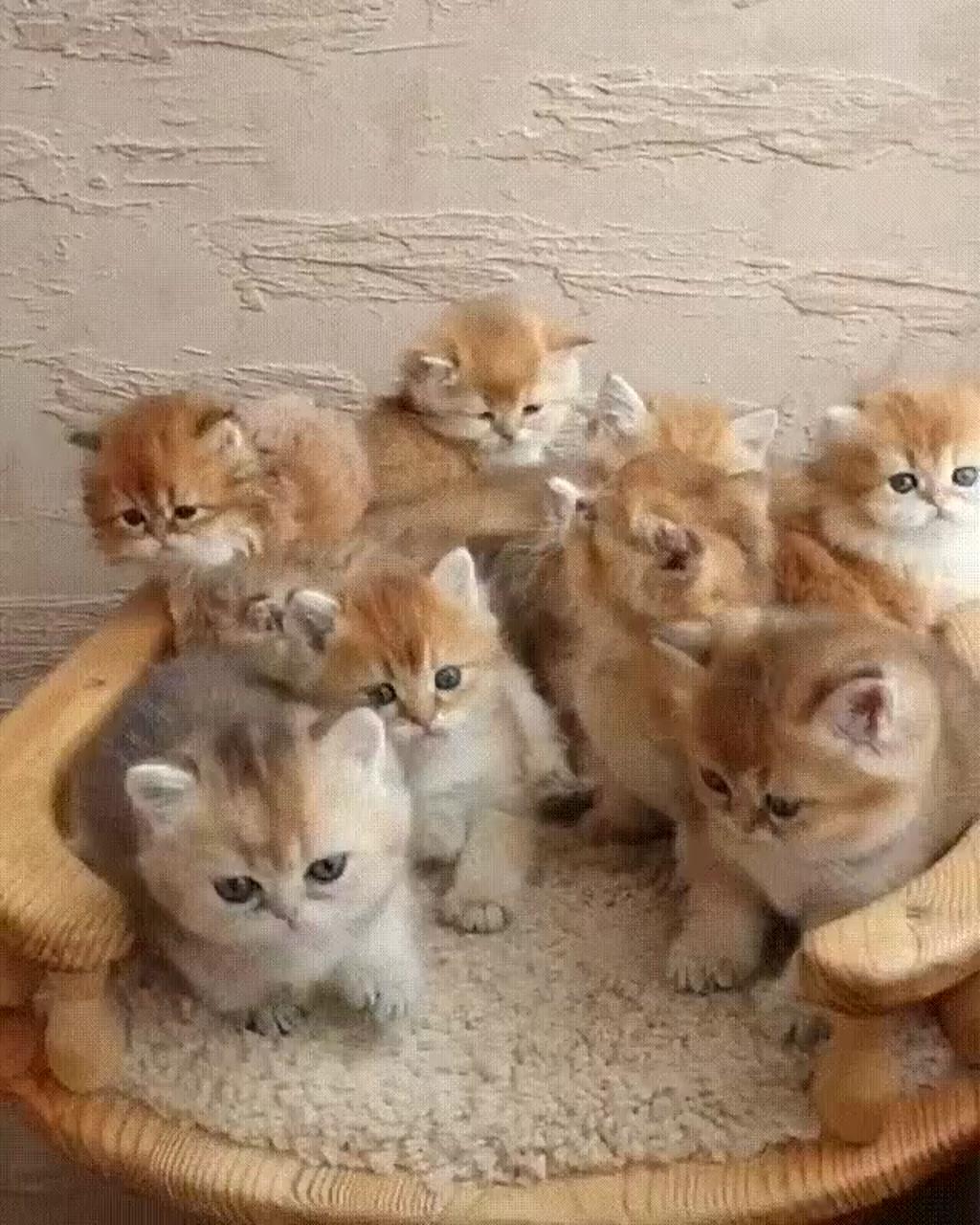Bunch of cuteness ; cute cats and kittens