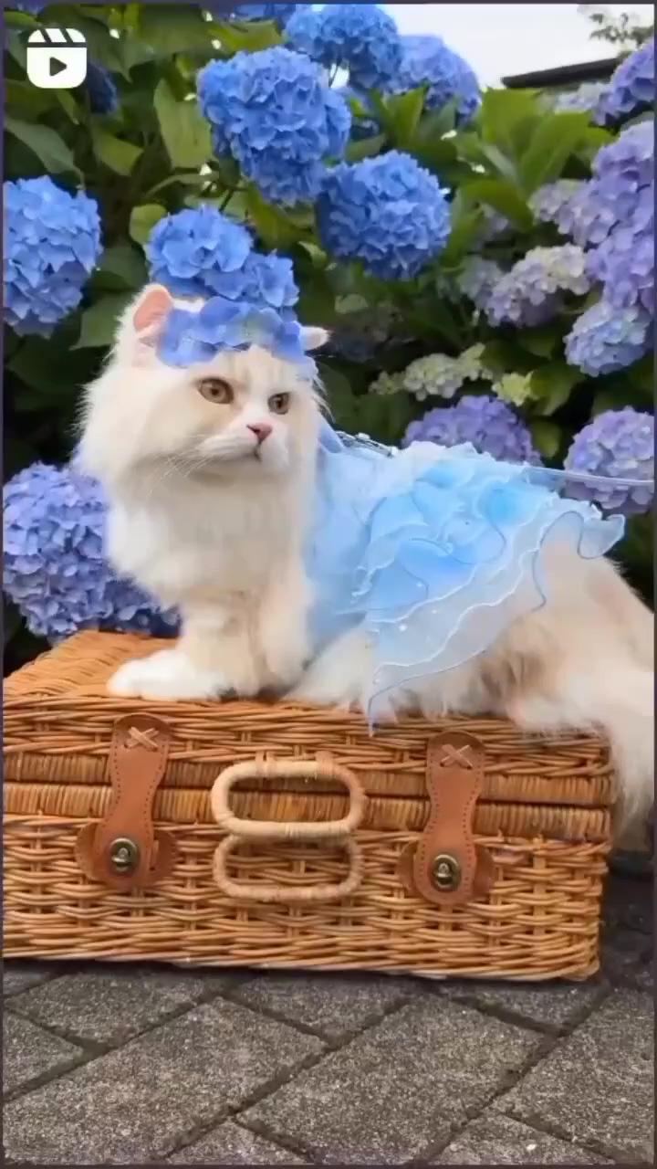 Caredit: unknown ; elegant persian cat's joyful car ride, long fur beauty in motion 