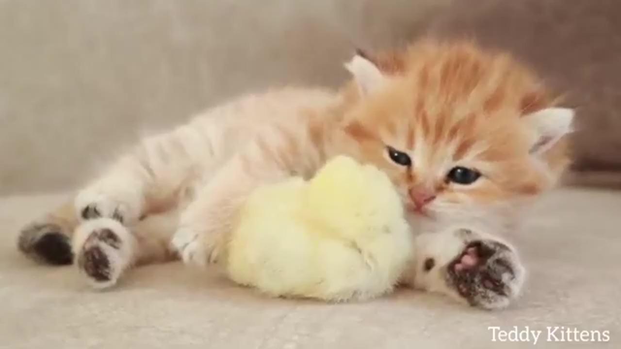 Cat and baby chick; kittens cutest