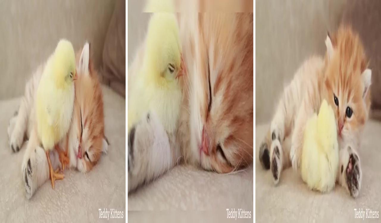 Cat and baby chick; kittens cutest