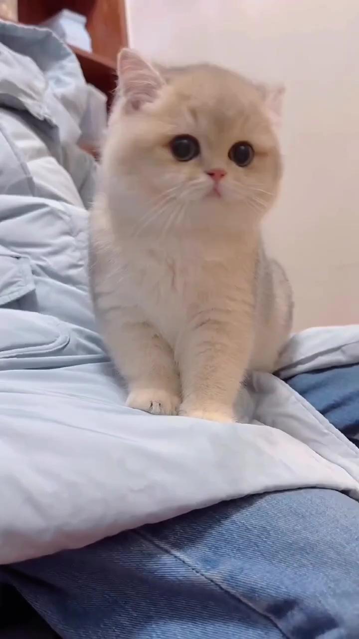 Cat can hear, what you can't; adorable baby kitten