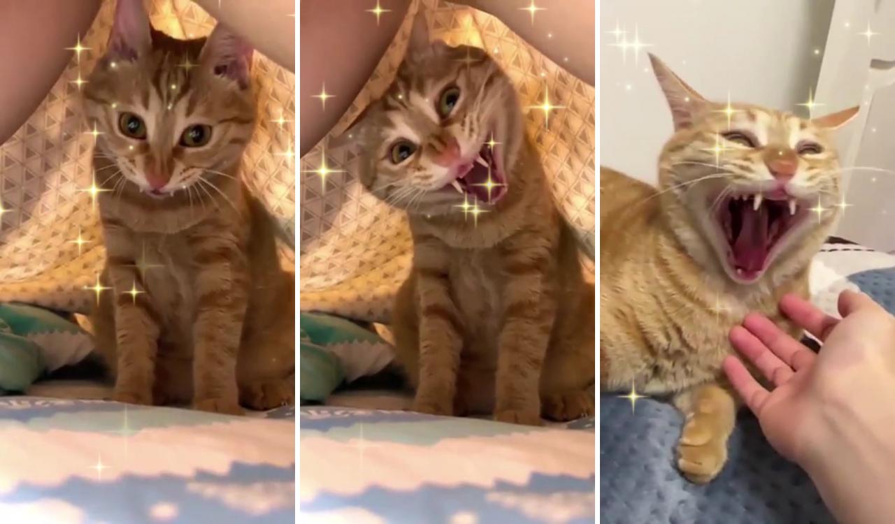 Cat funny video; cute cat gif