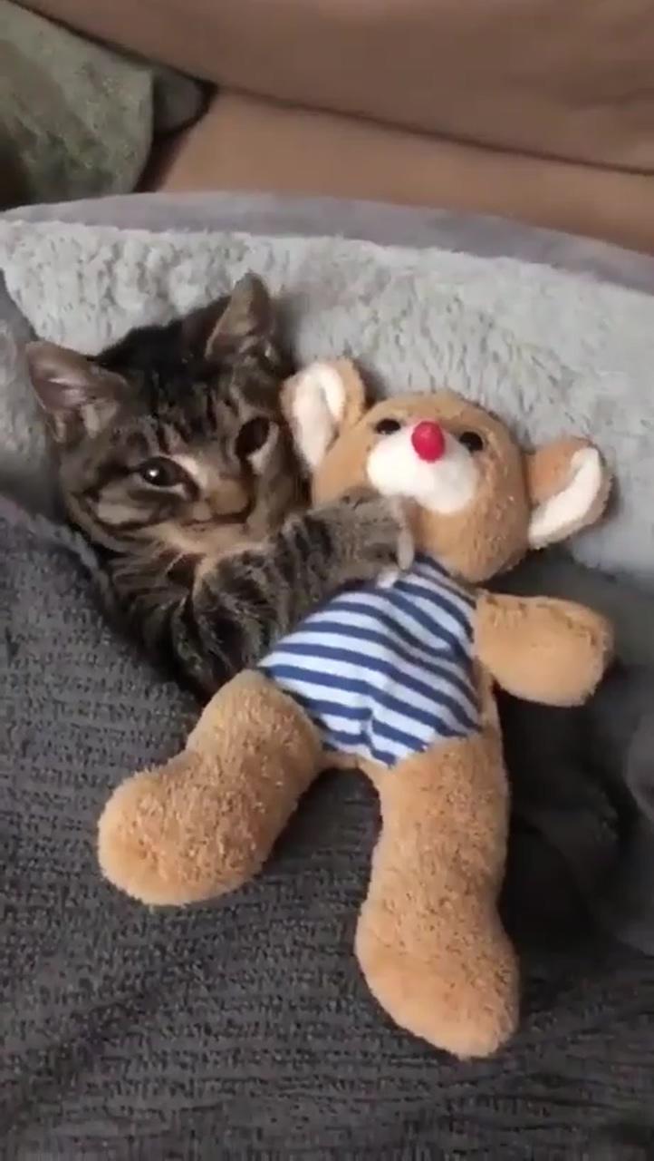 Cat: i can not sleep without my toy; cute funny animals