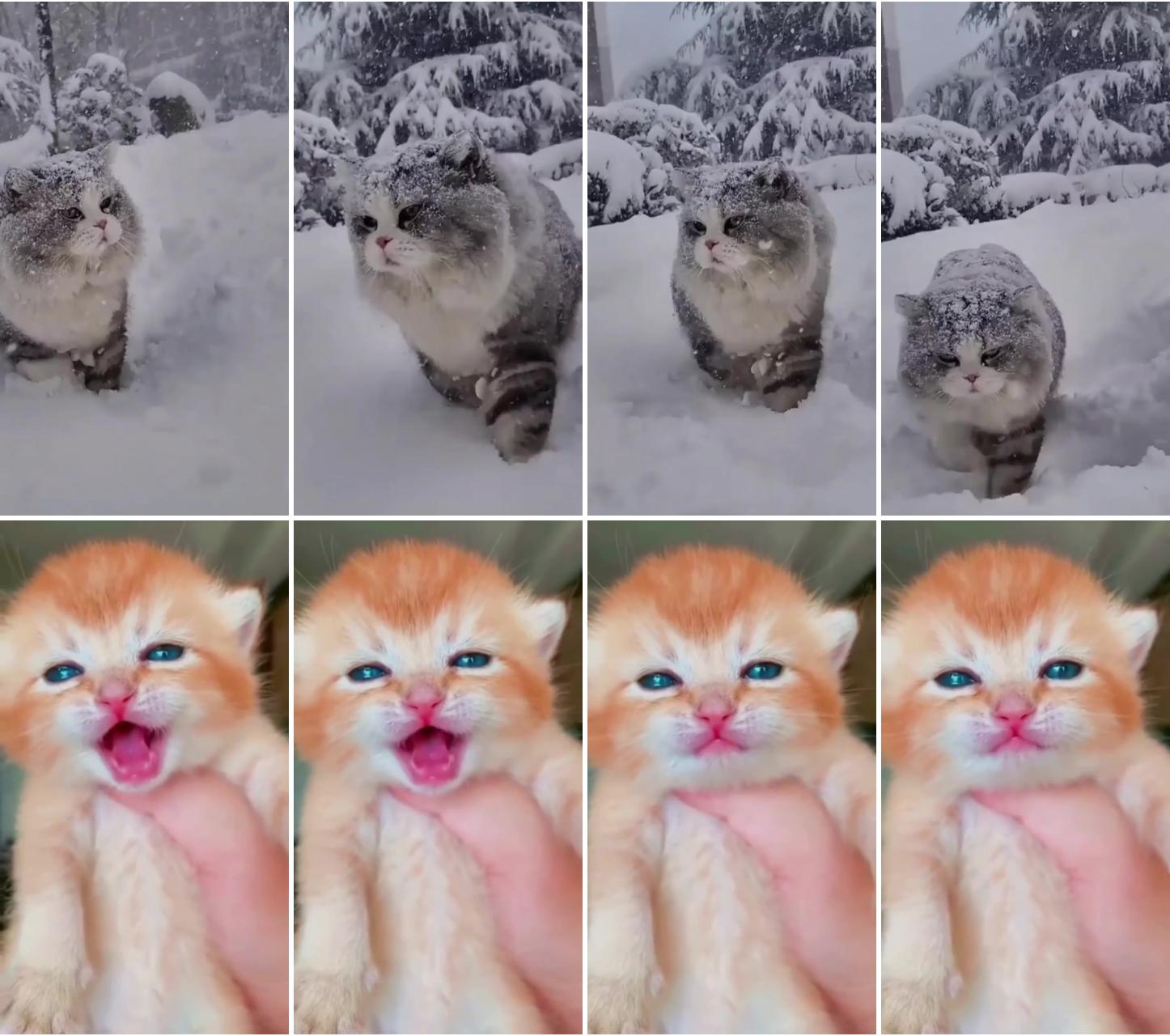 Cat ice walk; kitten crying