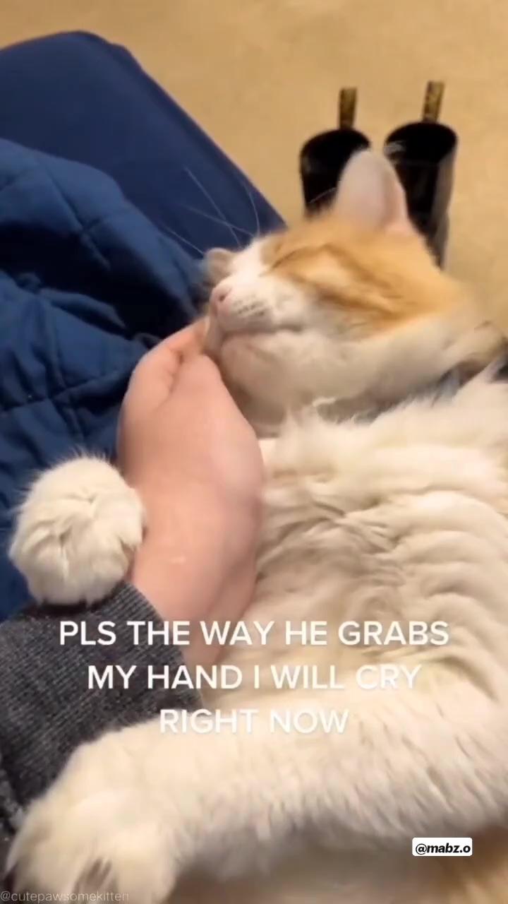 Cat loves pets; kittens