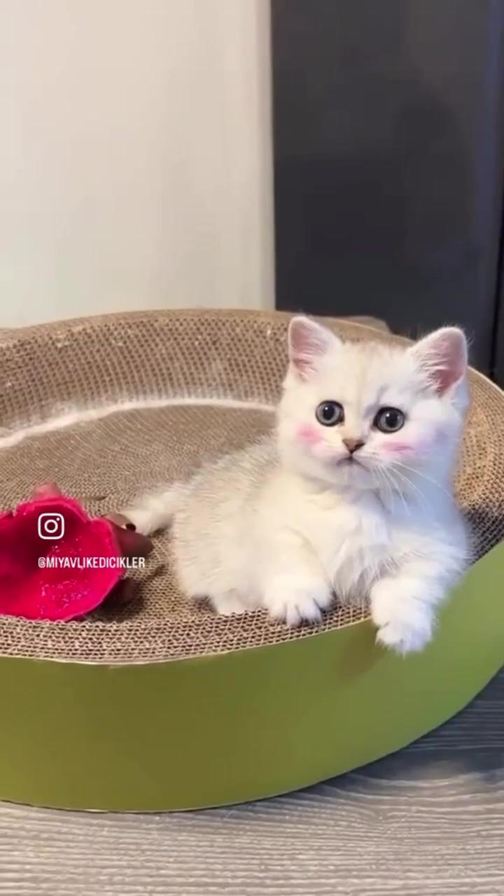 Cat obsession; adorable kitten