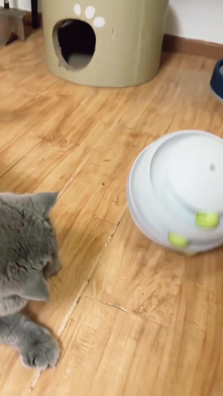 Cat play with toy ; super cute animals