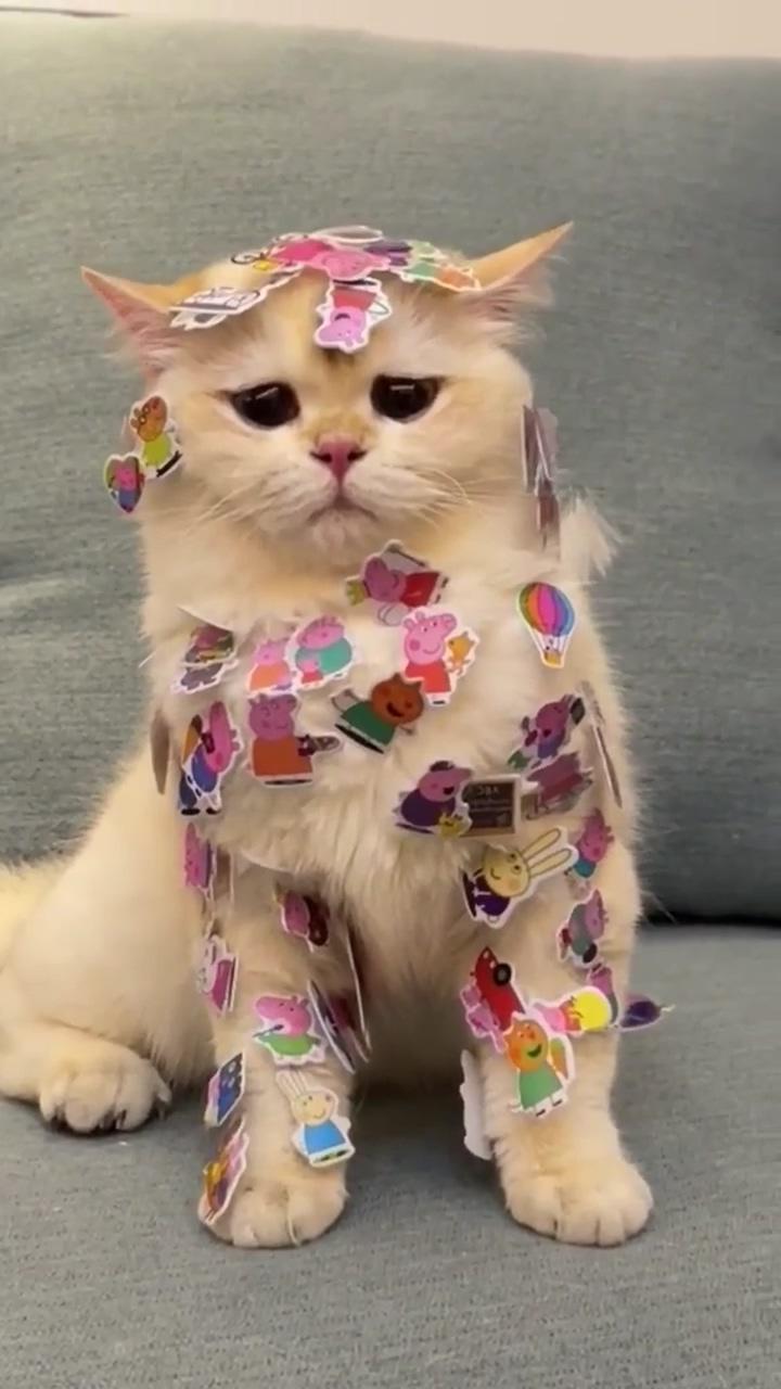 Cat scrapbook ideas; cute animal memes
