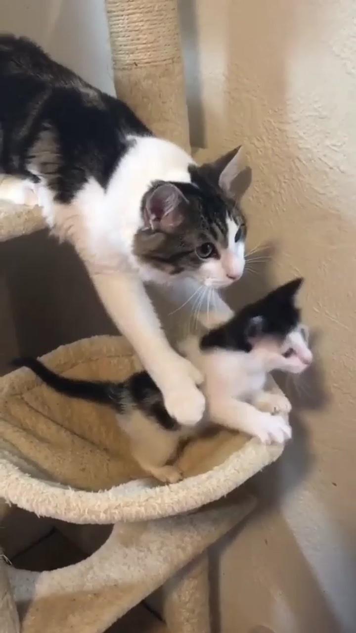 Cat trying to save kitty; cute kittens