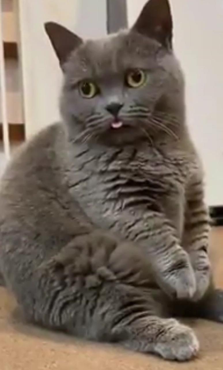 Cat video; cute cat gif