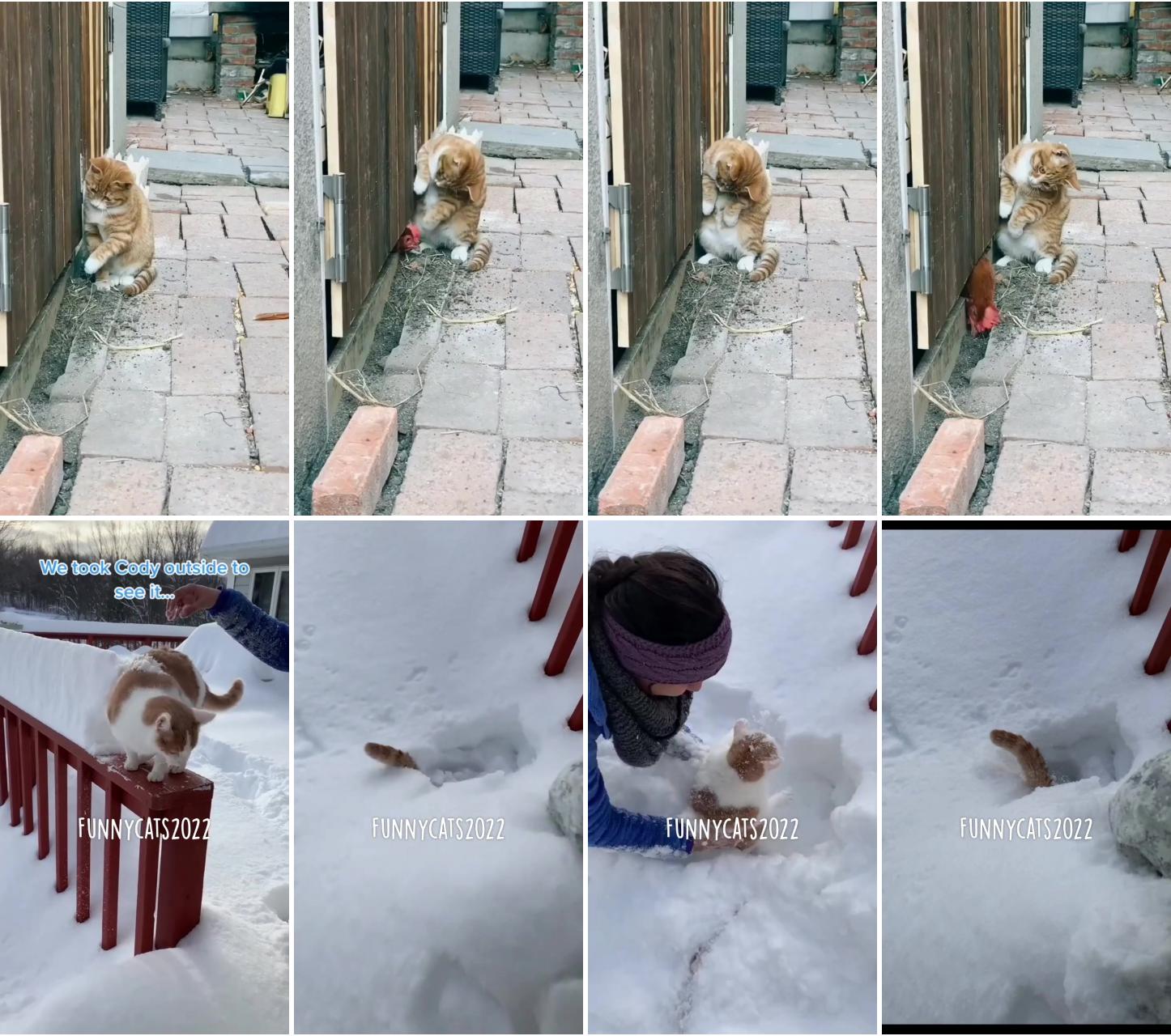 #catfail #fail #funnycats #catslife #catslovers #snow #pets #kittens; cute cat gif
