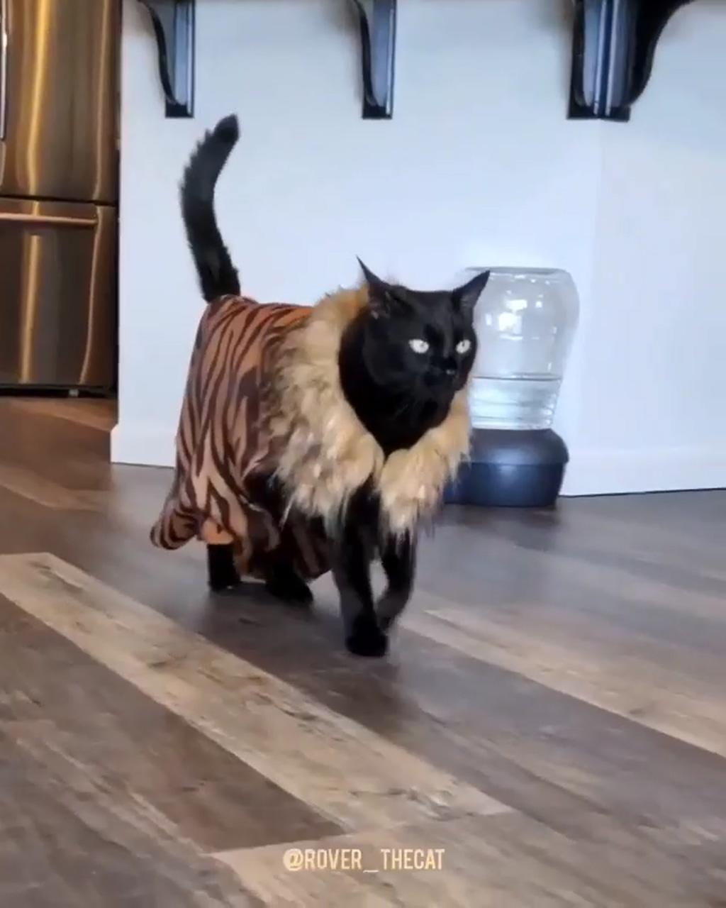 Cats fashion; i think your cat is broken   see more weird cat on my youtube channel