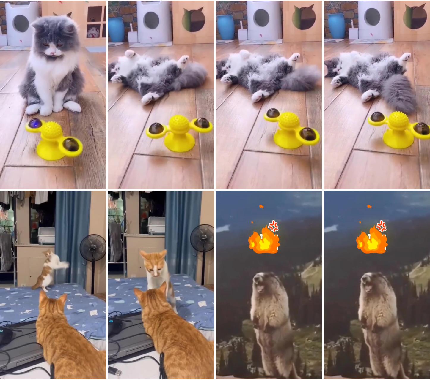 Cats funny videos; funny animal videos