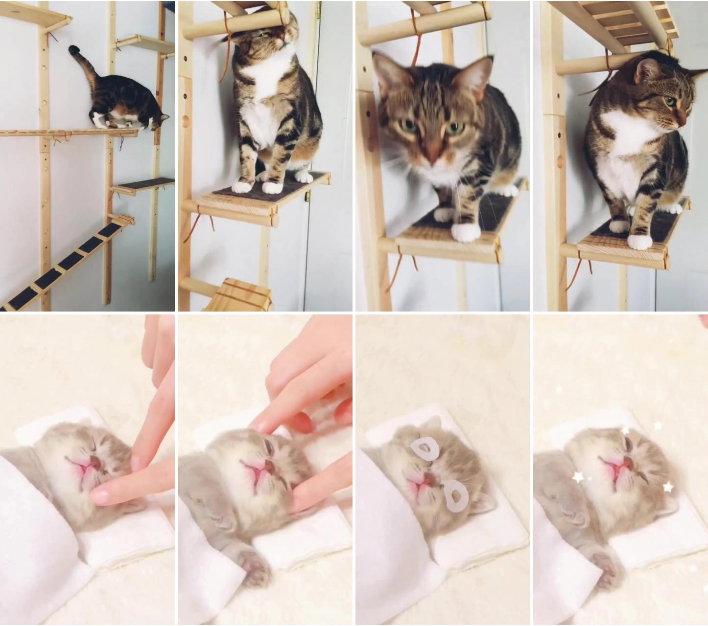 Cats playground; cute cat  follow please 