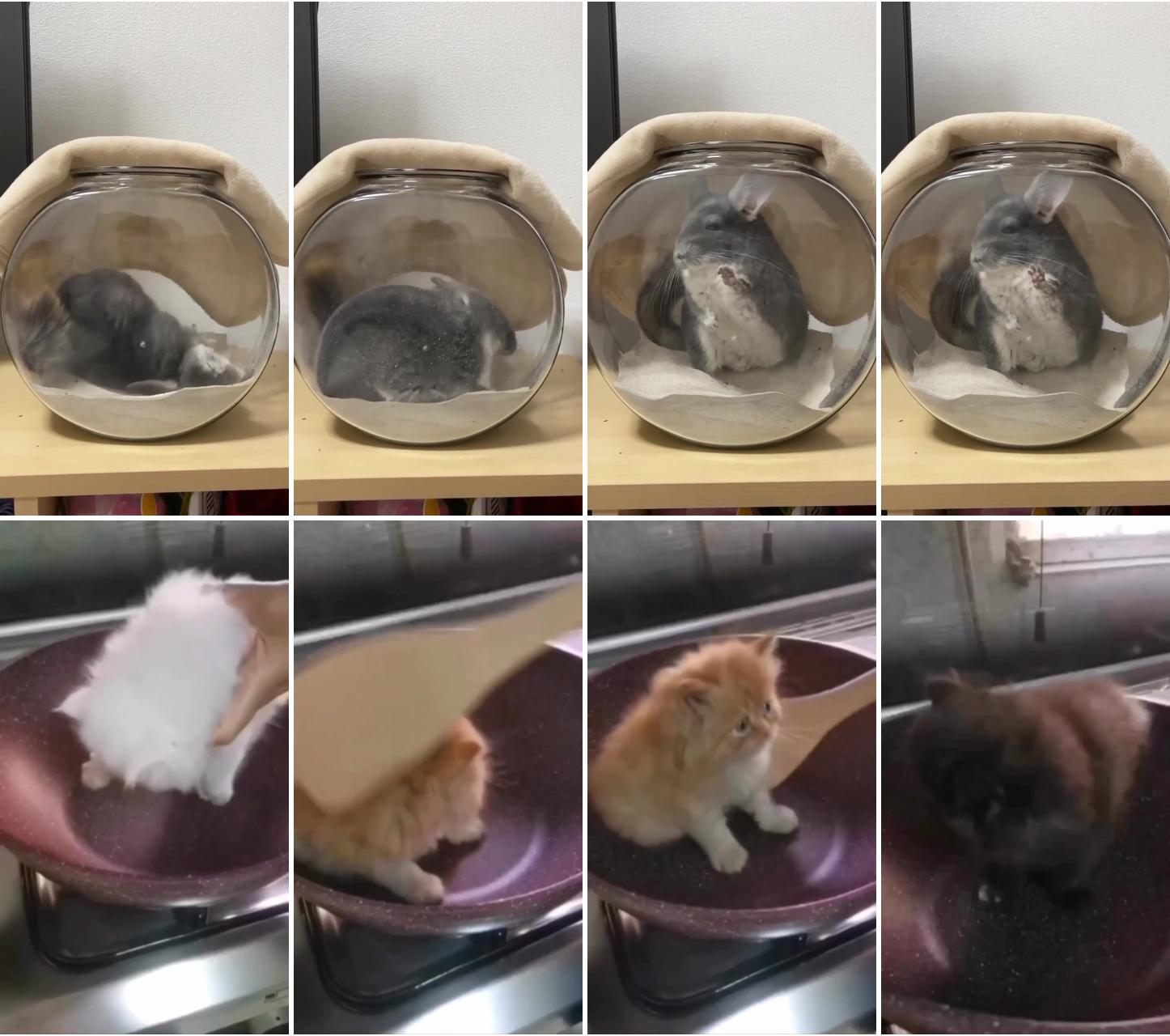 Chinchilla dust bath; who wants kitty