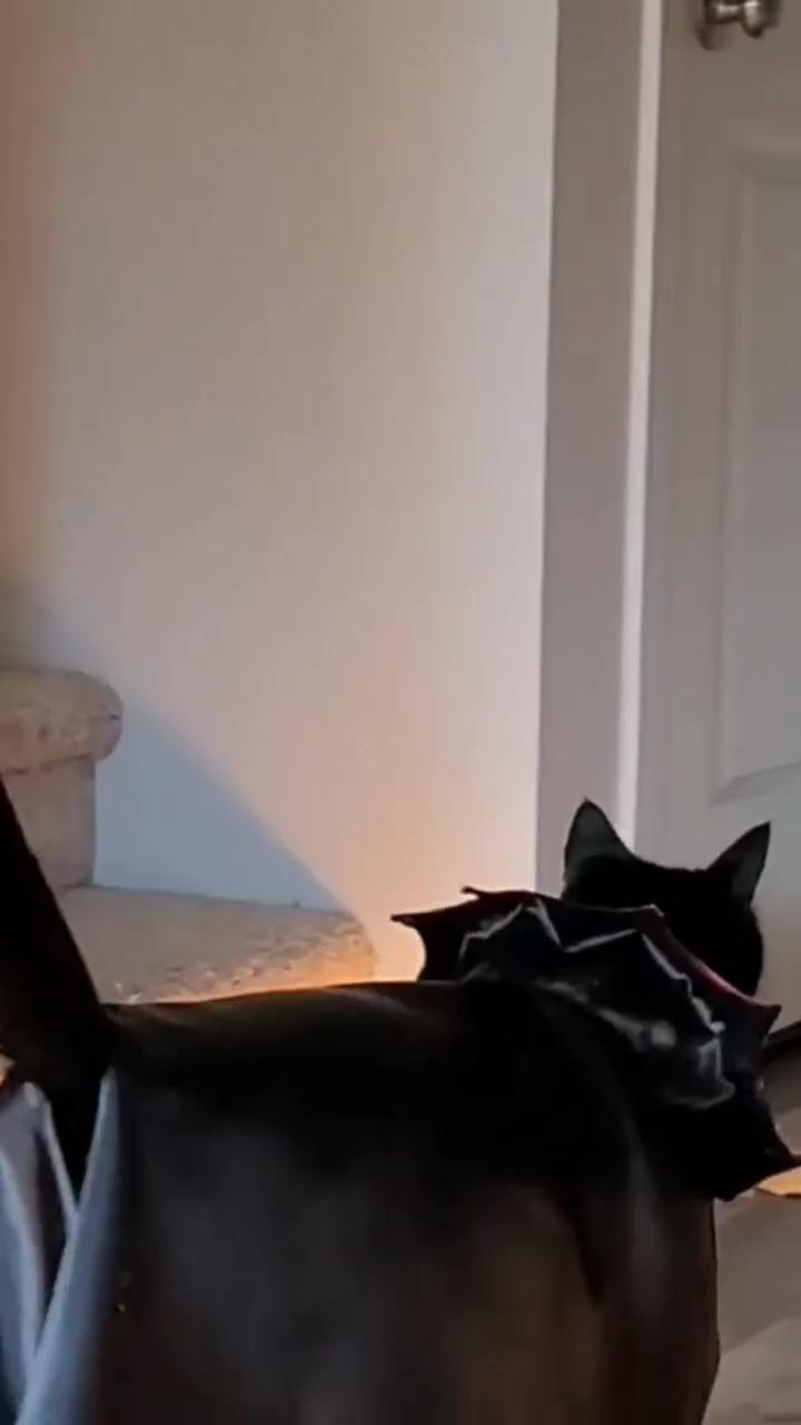Cool dark halloween cat costume ; beautiful dancing