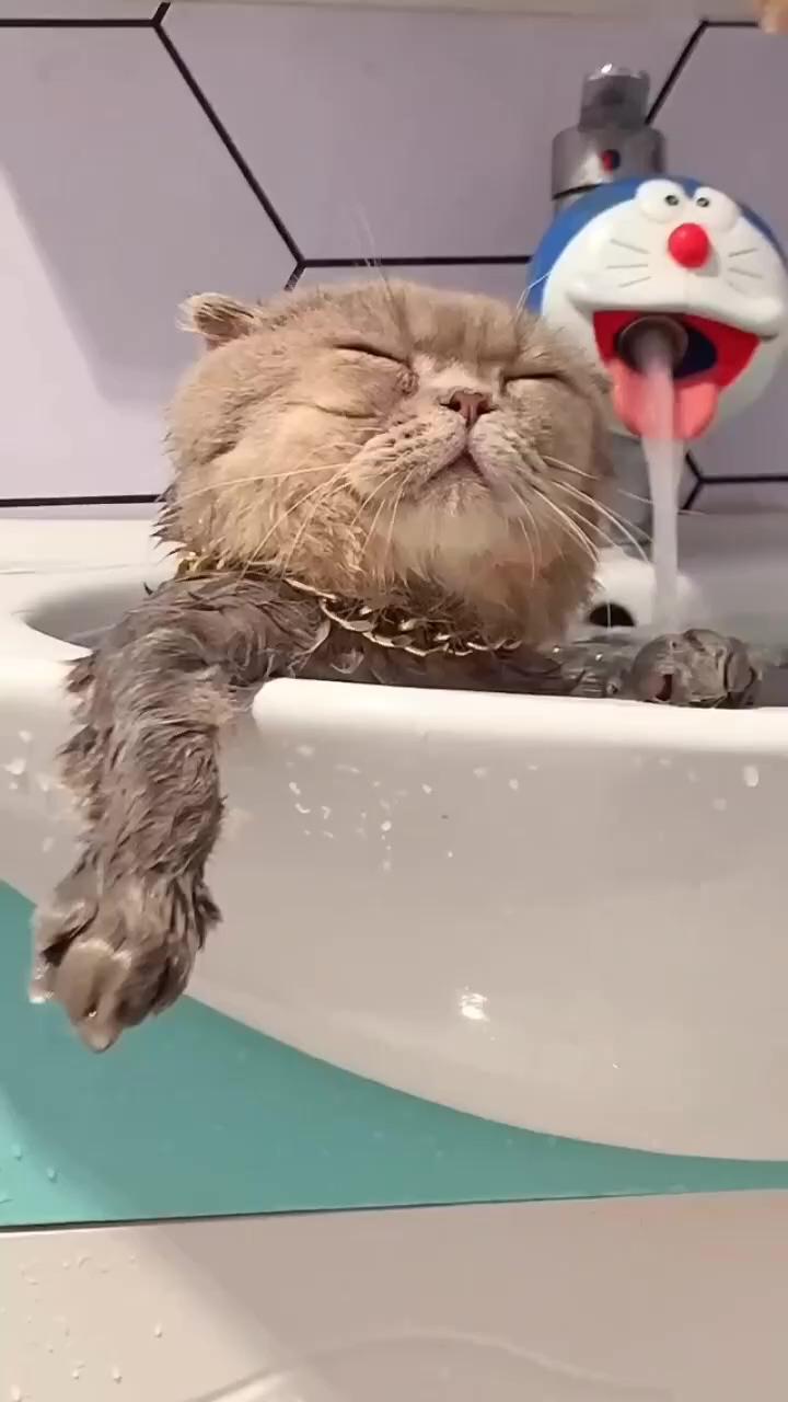 Cool kitten tub nap ; funny cat of 2021