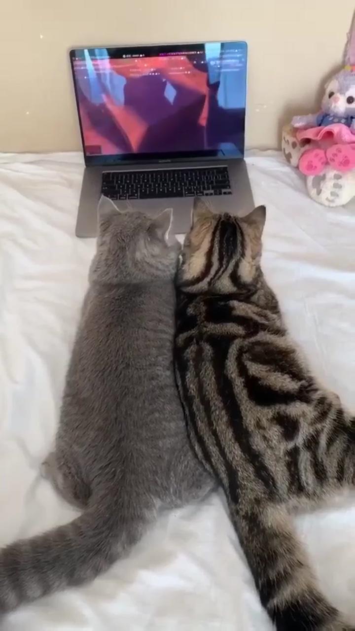 Couple are watching tv; super cute animals