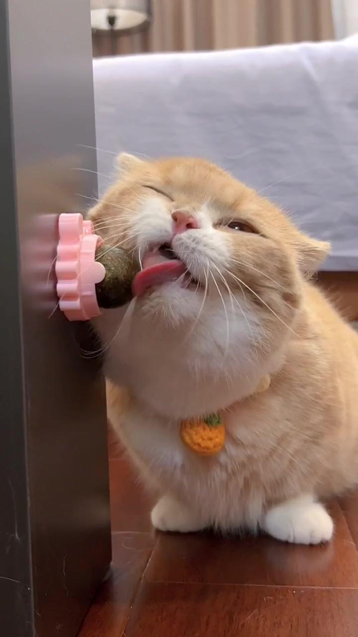 Crab rotating catnip treats ball toys - pawpycup; funny cat memes