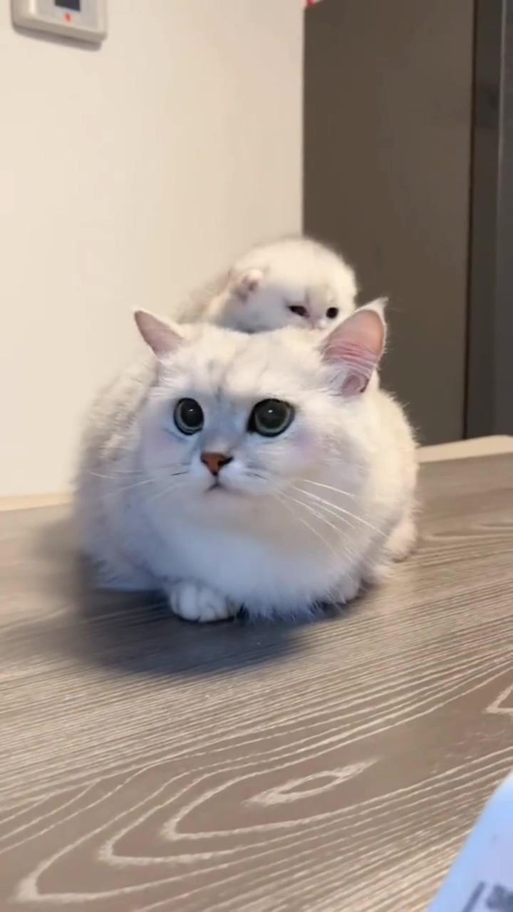 Cue white cat and kitten video ; cute little kittens