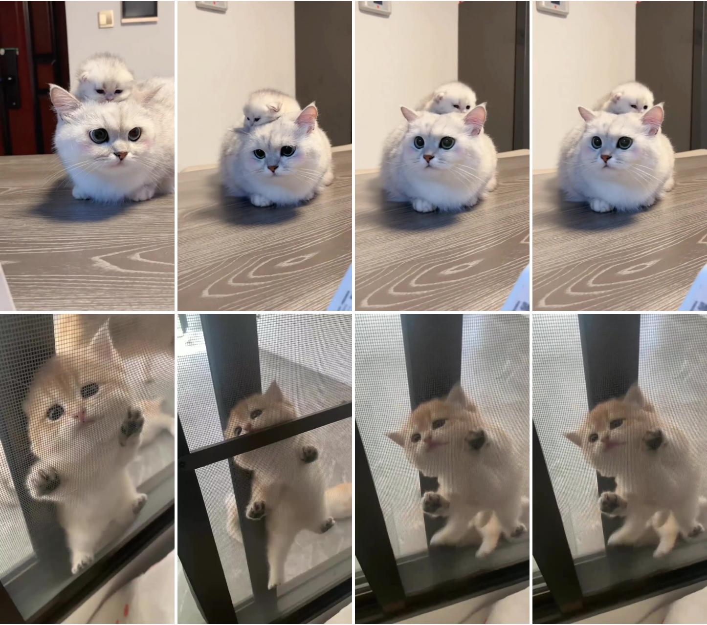 Cue white cat and kitten video ; cute little kittens